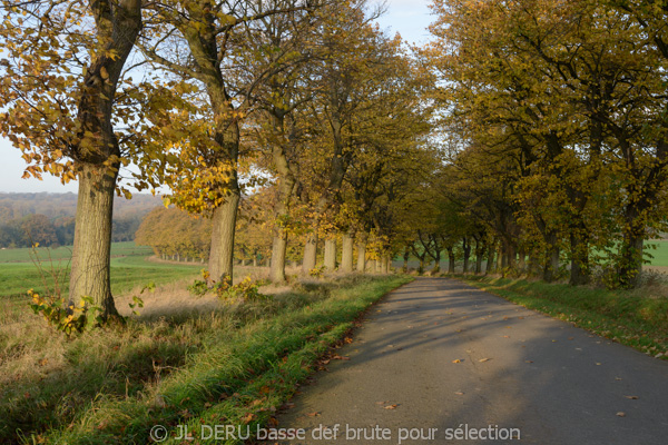 paysage automne